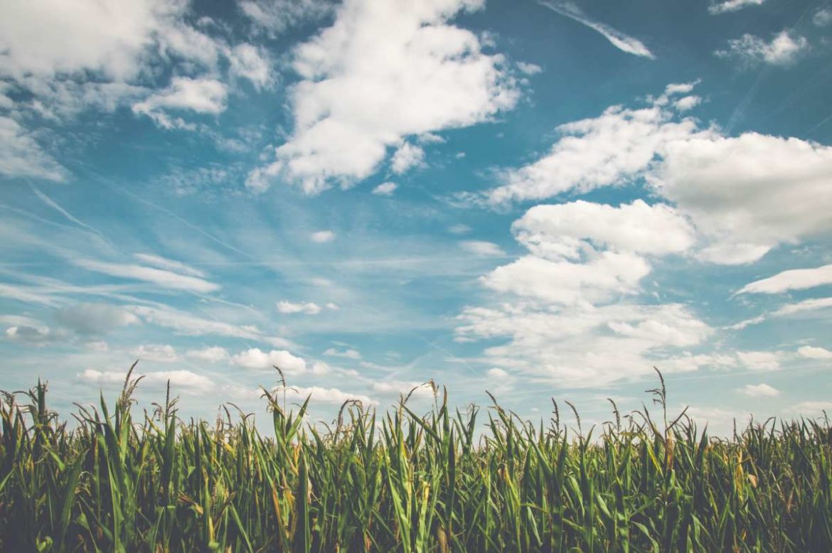 Corn Fields Under White Clouds With Blue Sky During Daytime 158827